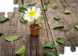 Biały, Kwiat, Doniczka, Listki