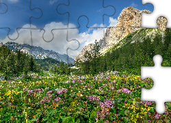 Lato, Góry, Świerki, Chmury, Kwiaty