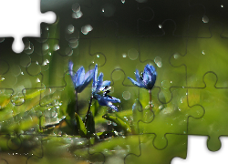Cebulica Syberyjska, Niebieskie , Kwiaty, Krople