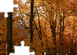 Drzewa, Jesień, Park