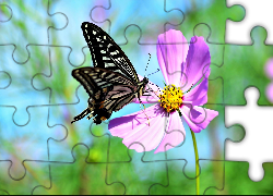 Kwiat, Kosmea, Motyl