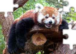 Panda, Czerwona, Drzewo, Zieleń, Pandka ruda