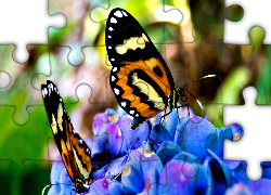Motyle, Kwiaty