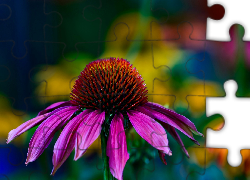 Kwiat, Echinacea, Jeżówka