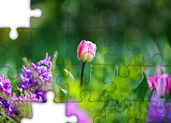 Tulipany, Kwiaty, Bokeh, Ogród