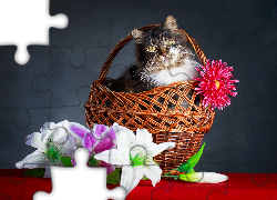 Kot, Wiklinowy, Koszyk, Kwiaty, Lilie, Aster