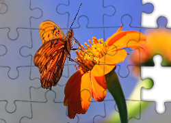 Motyl, Kwiat, Makro