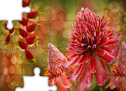 Egzotyczne, Czerwone, Kwiaty
