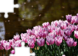 Różowe, Tulipany, Rzeka