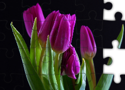 Fioletowe, Tulipany