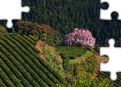 Plantacja, Drzewo, Krzewy