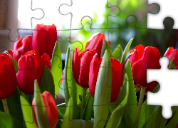 Czerwone, Tulipany