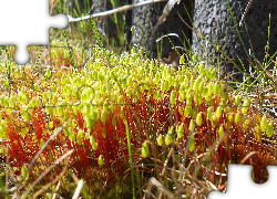 Mech, Trawa, Rośliny