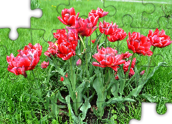 Wiosna, Łąka, Tulipany