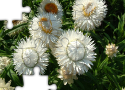 Kwiaty, Nieśmiertelnik