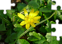 Żółty, Kwiat, Zielone, Liście