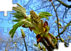 Drzewo, Pąki, Liście, Wiosna