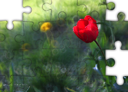 Czerwony, Tulipan, Kwiat, Bokeh