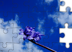 Kwiaty, Niebieskie, Niebo, Chmury