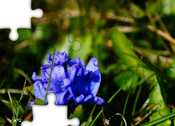 Kwiaty, Niebieskie, Kwitnące