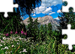 Góry, Obłoki, Świerki, Polne, Kwiaty