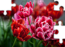 Czerwone, Tulipany