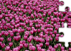 Kwiaty, Tulipany, Fioletowe, Pole