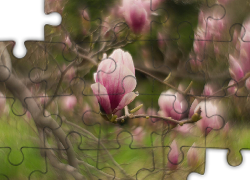 Magnolia, Kwiat, Gałązki