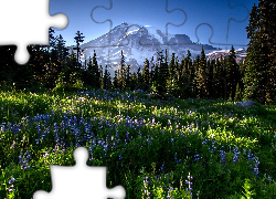 Łąka, Kwiaty, Las, Góry, Przebijające Światło, Poranek