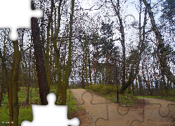 Park, Drzewa, Alejki