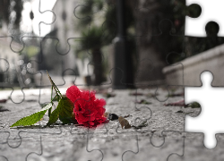 Kwiat, Czerwony, Zielone Listki, Ulica