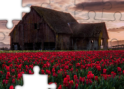 Tulipany, Uprawa, Domek