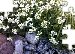 Kamienie, Białe, Kwiaty