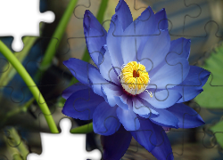 Niebieski, Kwiat, Lilia wodna