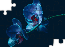 Kwiat, Orchidea, Niebieska, Storczyk