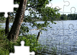 Jezioro, Drzewa