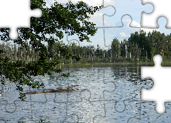 Jezioro, Drzewa