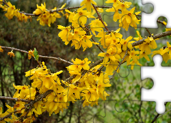 Żółte, Kwiaty, Kwitnący, Krzew, Forsycja