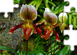 Kwiaty, Orchidee, Makro