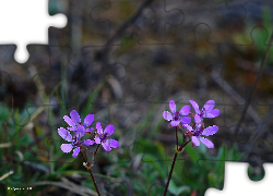 Fioletowe, Kwiaty, Płatki