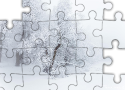 Oszronione, Drzewa, Śnieg