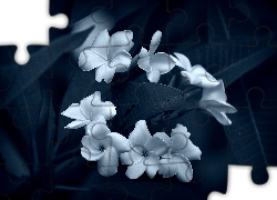 Kwiaty, Plumeria, Biało-Niebieski