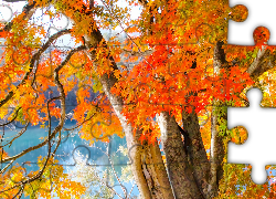 Jesień, Liście, Drzewo, Klon