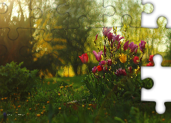 Tulipany, Magnolie, Kwiaty, Wiosna