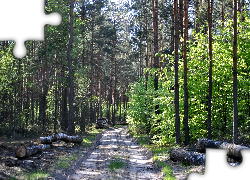Las, Droga, Kłody, Drzewa