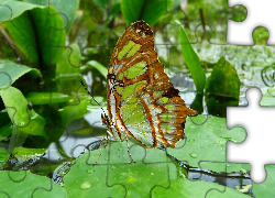 Malachitowy Motyl, Woda, Liście