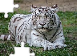 Leżący, Biały, Tygrys