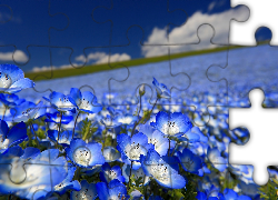 Niebieskie, Kwiaty, Porcelanka, Nemophila menziesii, Łąka, Krajobraz