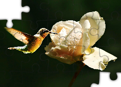 Koliber, Biała, Róża