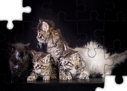 Cztery, Slodkie, Kotki